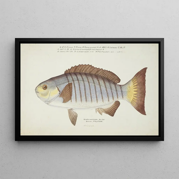 Girella tricuspidata NZ Blackfish - Frank Edward Clarke — framed artwork on a wall