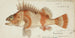 Hélicolène percoïde Perche de NZ - Frank Edward Clarke — artwork view