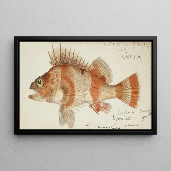 Hélicolène percoïde Perche de NZ - Frank Edward Clarke — framed artwork on a wall