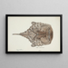 Himantolophus appelii NZ dorsal view, spiny anglerfish - Frank Edward Clarke — framed artwork on a wall