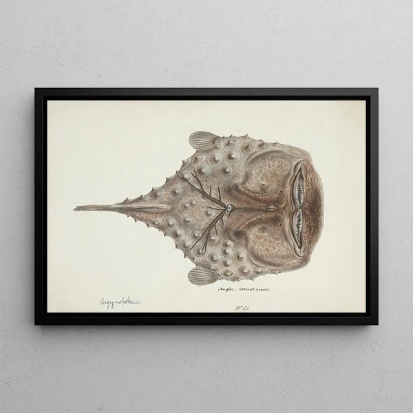 Himantolophus appelii NZ dorsal view, spiny anglerfish - Frank Edward Clarke — framed artwork on a wall