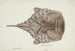 Himantolophus appelii NZ dorsal view, spiny anglerfish - Frank Edward Clarke — artwork view