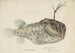 Himantolophus appelii NZ Side View Anglerfish Spiny - Frank Edward Clarke — artwork view