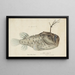 Himantolophus appelii NZ Side View Anglerfish Spiny - Frank Edward Clarke — framed artwork on a wall