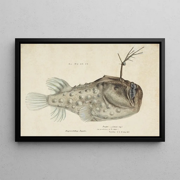Himantolophus appelii NZ Side View Anglerfish Spiny - Frank Edward Clarke — framed artwork on a wall