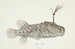 Himantolophus appelii NZ side view l Spiny anglerfish - Frank Edward Clarke — artwork view