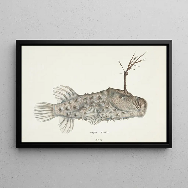 Himantolophus appelii NZ side view l Spiny anglerfish - Frank Edward Clarke — framed artwork on a wall