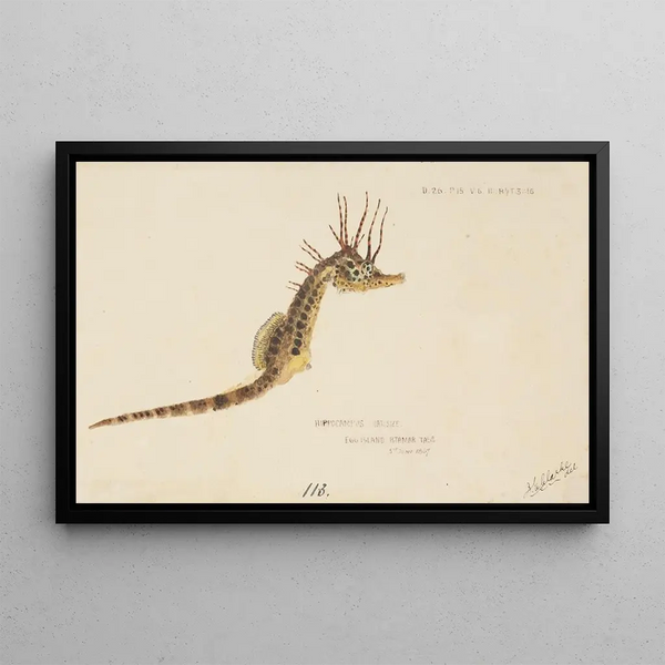 Hippocampus abdominalis, hippocampe de Tasmanie - Frank Edward Clarke — framed artwork on a wall