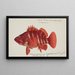 Hypoplectrodes semicinctum - Frank Edward Clarke — framed artwork on a wall
