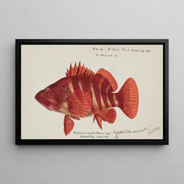 Hypoplectrodes semicinctum - Frank Edward Clarke — framed artwork on a wall