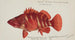 Hypoplectrodes semicinctum - Frank Edward Clarke — artwork view