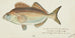 Latridopsis forsteri Tas Copper moki - Frank Edward Clarke — artwork view