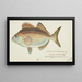 Latridopsis forsteri Tas Copper moki - Frank Edward Clarke — framed artwork on a wall