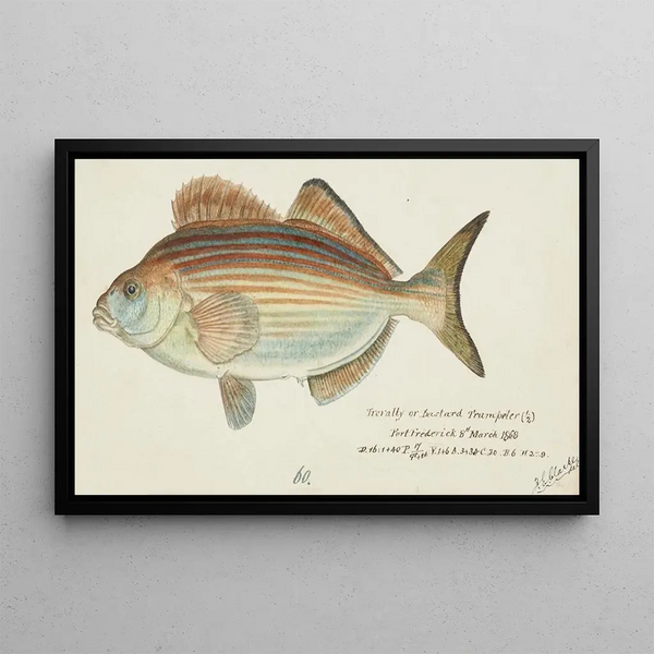 Latridopsis forsteri Tas Copper moki - Frank Edward Clarke — framed artwork on a wall