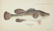 Maccullochella sp Tas - Frank Edward Clarke — artwork view