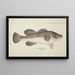 Maccullochella sp Tas - Frank Edward Clarke — framed artwork on a wall