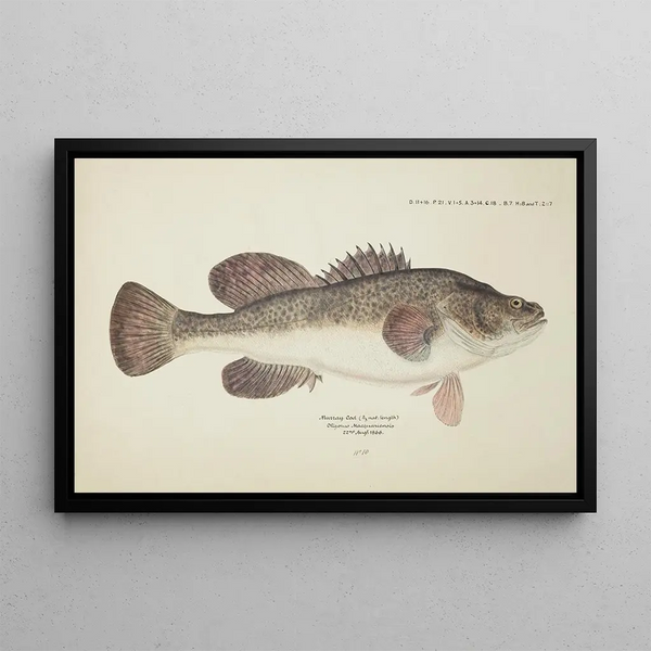 Maccullochella sp Tas - Frank Edward Clarke — framed artwork on a wall