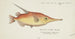 Macrorhamphosus scolopax Bait-fish - Frank Edward Clarke — artwork view
