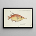 Macrorhamphosus scolopax Bait-fish - Frank Edward Clarke — framed artwork on a wall
