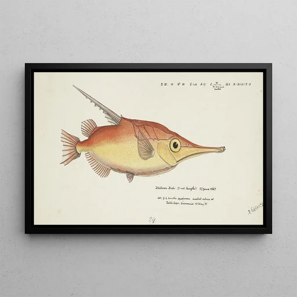 Macrorhamphosus scolopax Bait-fish - Frank Edward Clarke — framed artwork on a wall