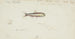 Maurolicus muelleri - Frank Edward Clarke — artwork view