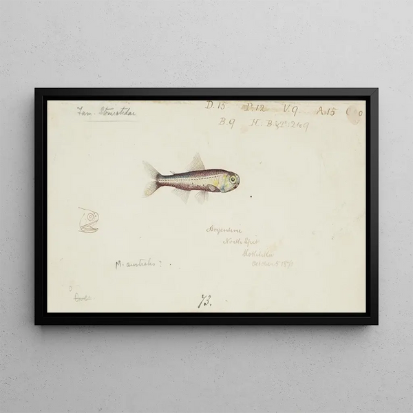 Maurolicus muelleri - Frank Edward Clarke — framed artwork on a wall
