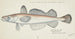 Merluccius australis, New Zealand hoki - Frank Edward Clarke — artwork view