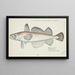 Merluccius australis, New Zealand hoki - Frank Edward Clarke — framed artwork on a wall
