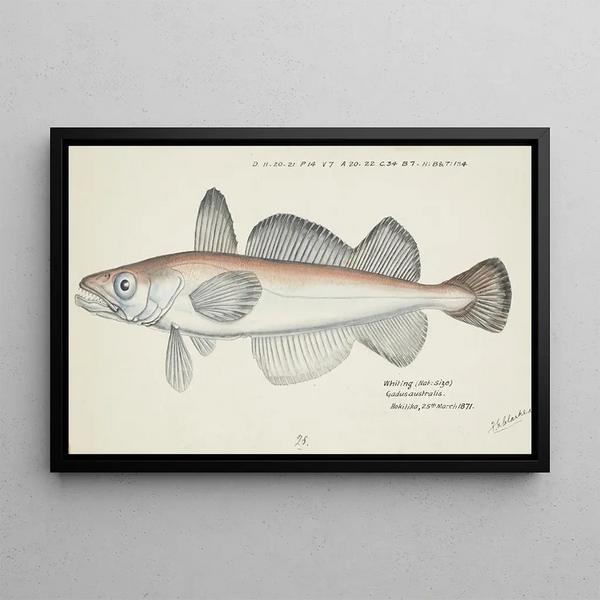 Merluccius australis, New Zealand hoki - Frank Edward Clarke — framed artwork on a wall