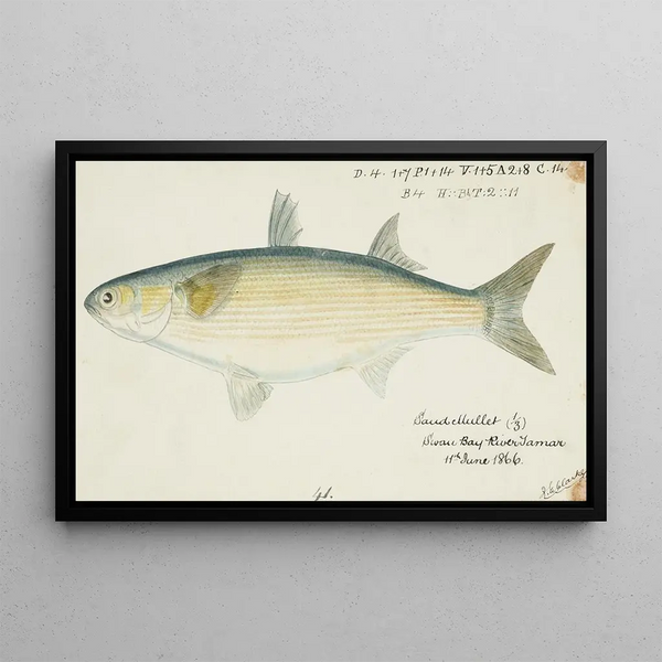 Myxus elongatus, Tasmanian mullet - Frank Edward Clarke — framed artwork on a wall