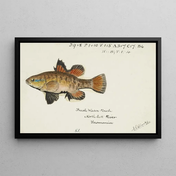 Nannoperca australis Tasmanian eel - Frank Edward Clarke — framed artwork on a wall