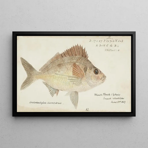 Nemadactylus macropterus, tarakihi from New Zealand - Frank Edward Clarke — framed artwork on a wall