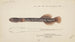 Neochanna apoda apoda - Frank Edward Clarke — artwork view