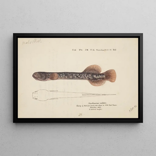Neochanna apoda apoda - Frank Edward Clarke — framed artwork on a wall