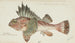 Néosebastes scorpaenoides Tas Ruddy Gurnard Perch - Frank Edward Clarke — artwork view