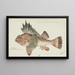 Néosebastes scorpaenoides Tas Ruddy Gurnard Perch - Frank Edward Clarke — framed artwork on a wall