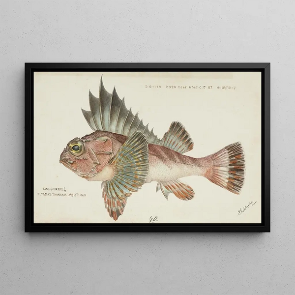 Néosebastes scorpaenoides Tas Ruddy Gurnard Perch - Frank Edward Clarke — framed artwork on a wall