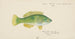 Notolabrus celidotus, New Zealand girelle - Frank Edward Clarke — artwork view