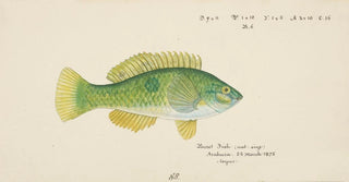 Notolabrus celidotus, New Zealand girelle - Frank Edward Clarke — artwork view