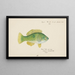 Notolabrus celidotus, New Zealand girelle - Frank Edward Clarke — framed artwork on a wall