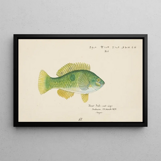 Notolabrus celidotus, New Zealand girelle - Frank Edward Clarke — framed artwork on a wall