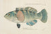 Notolabrus fuscula New Zealand Girelle - Frank Edward Clarke — artwork view