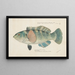 Notolabrus fuscula New Zealand Girelle - Frank Edward Clarke — framed artwork on a wall