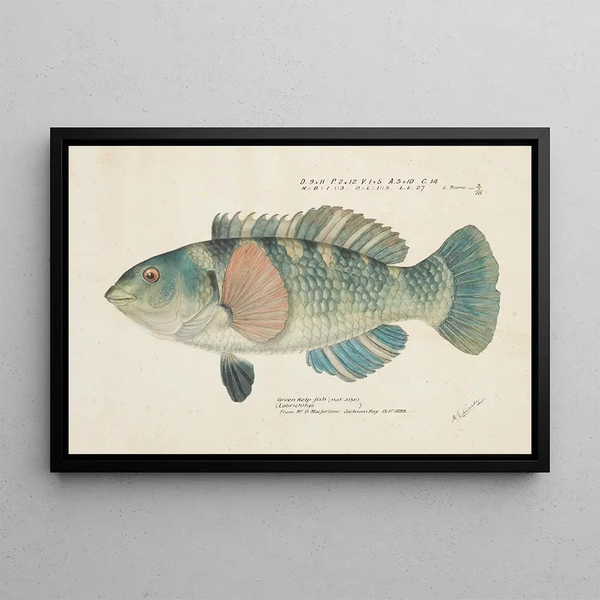 Notolabrus fuscula New Zealand Girelle - Frank Edward Clarke — framed artwork on a wall
