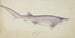 Notorynchus cepedianus, requin à sept branchies à museau large - Frank Edward Clarke — artwork view