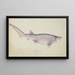 Notorynchus cepedianus, requin à sept branchies à museau large - Frank Edward Clarke — framed artwork on a wall