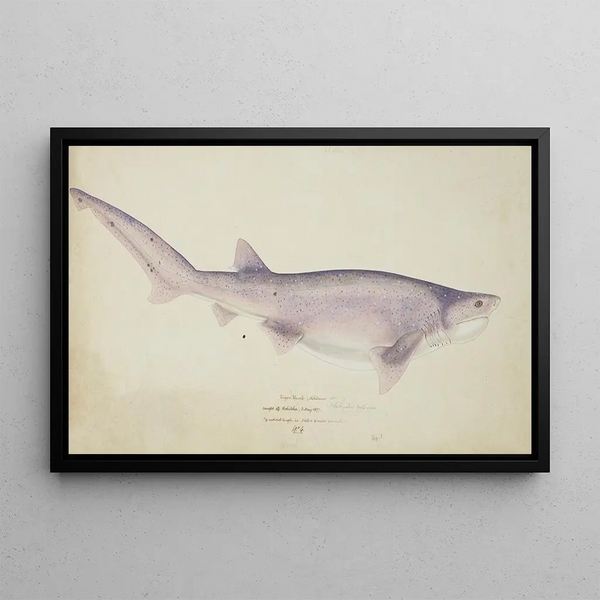 Notorynchus cepedianus, requin à sept branchies à museau large - Frank Edward Clarke — framed artwork on a wall