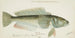 Parapercis colias - Frank Edward Clarke — artwork view