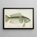 Parapercis colias - Frank Edward Clarke — framed artwork on a wall