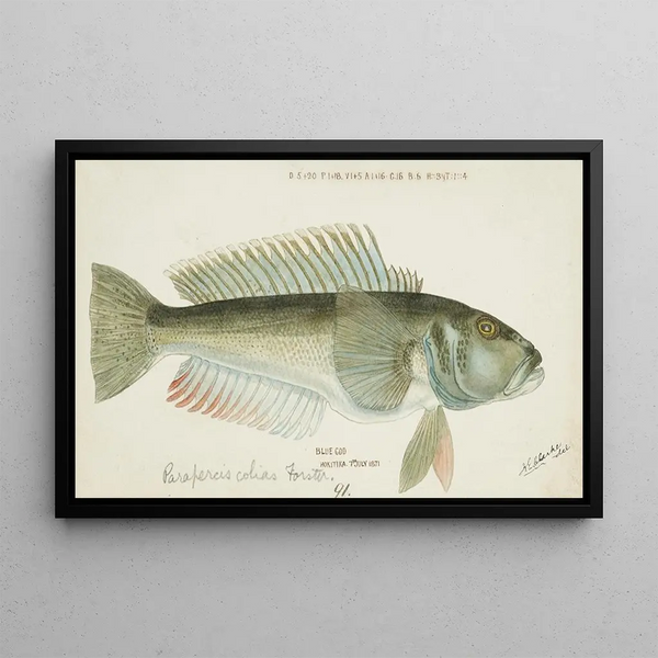 Parapercis colias - Frank Edward Clarke — framed artwork on a wall